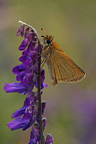 European Skipper (Thymelicus lineola) butterfly on Tufted Vetch (Vicia cracca), Hohe Tauern National Park, Austria
