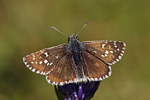 Cinquefoil Skipper (Pyrgus cirsii) butterfly, Hohe Tauern National Park, Austria