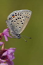 Cranberry Blue (Vacciniina optilete) butterfly on orchid, Hohe Tauern National Park, Austria