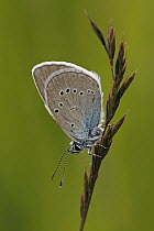 Mazarine Blue (Cyaniris semiargus) butterfly, Hohe Tauern National Park, Austria