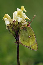 Mountain Clouded Yellow (Colias phicomone) butterfly, Hohe Tauern National Park, Austria