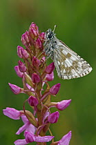 Olive Skipper (Pyrgus serratulae) butterfly on orchid, Hohe Tauern National Park, Austria