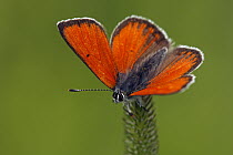 Purple-edged Copper (Lycaena hippothoe) butterfly, Hohe Tauern National Park, Austria