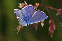 Common Blue (Polyommatus icarus) butterfly, Hohe Tauern National Park, Austria