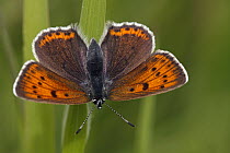 Purple-edged Copper (Lycaena hippothoe) butterfly female, Hohe Tauern National Park, Austria