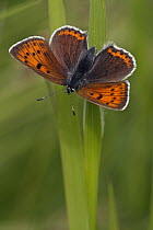 Purple-edged Copper (Lycaena hippothoe) butterfly female, Hohe Tauern National Park, Austria