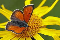 Purple-edged Copper (Lycaena hippothoe) butterfly male, Hohe Tauern National Park, Austria