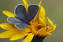 Cranberry Blue (Vacciniina optilete) butterfly, Hohe Tauern National Park, Austria