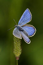 Alpine Blue (Albulina orbitulus) butterfly, Hohe Tauern National Park, Austria