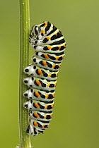 Oldworld Swallowtail (Papilio machaon) caterpillar, Hoogeloon, Noord-Brabant, Netherlands