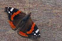 Red Admiral (Vanessa atalanta) butterfly, Hoogeloon, Noord-Brabant, Netherlands