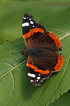 Red Admiral (Vanessa atalanta) butterfly, Hoogeloon, Noord-Brabant, Netherlands
