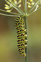 Oldworld Swallowtail (Papilio machaon) caterpillar, Hoogeloon, Noord-Brabant, Netherlands