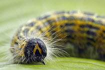 Buff-tip (Phalera bucephala) caterpillar, Hoogeloon, Noord-Brabant, Netherlands