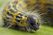 Buff-tip (Phalera bucephala) caterpillar, Hoogeloon, Noord-Brabant, Netherlands