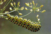 Oldworld Swallowtail (Papilio machaon) caterpillar feeding, Hoogeloon, Noord-Brabant, Netherlands