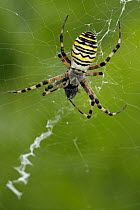 Wasp Spider (Argiope bruennichi) in web with prey, Hoogeloon, Noord-Brabant, Netherlands
