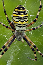 Wasp Spider (Argiope bruennichi) in web, Hoogeloon, Noord-Brabant, Netherlands