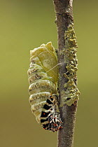 Oldworld Swallowtail (Papilio machaon) caterpillar pupating, Hoogeloon, Noord-Brabant, Netherlands