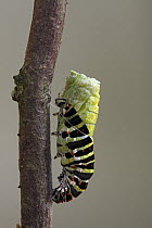Oldworld Swallowtail (Papilio machaon) caterpillar pupating, Hoogeloon, Noord-Brabant, Netherlands