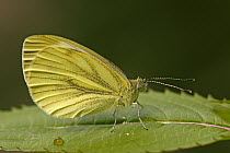 Green-veined White (Pieris napi) butterfly, Hoogeloon, Noord-Brabant, Netherlands
