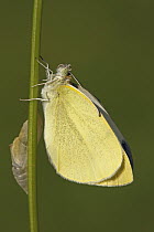 Cabbage White (Pieris rapae) butterfly emerged, Hoogeloon, Noord-Brabant, Netherlands