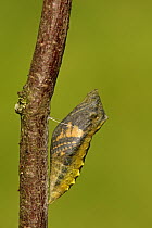 Oldworld Swallowtail (Papilio machaon) pupa, Hoogeloon, Noord-Brabant, Netherlands