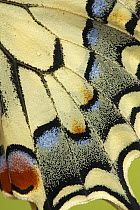 Oldworld Swallowtail (Papilio machaon) butterfly wing, Hoogeloon, Noord-Brabant, Netherlands