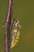 Oldworld Swallowtail (Papilio machaon) emerging, Hoogeloon, Noord-Brabant, Netherlands