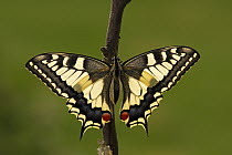 Oldworld Swallowtail (Papilio machaon) butterfly drying wings after emerging, Hoogeloon, Noord-Brabant, Netherlands