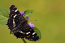 Map Butterfly (Araschnia levana) on purple flower, Hoogeloon, Noord-Brabant, Netherlands