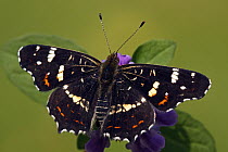 Map Butterfly (Araschnia levana), Hoogeloon, Noord-Brabant, Netherlands