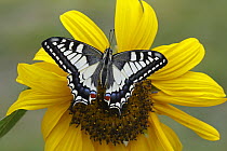 Oldworld Swallowtail (Papilio machaon) butterfly on Common Sunflower (Helianthus annuus), Hoogeloon, Noord-Brabant, Netherlands