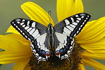 Oldworld Swallowtail (Papilio machaon) butterfly on Common Sunflower (Helianthus annuus), Hoogeloon, Noord-Brabant, Netherlands