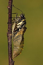 Oldworld Swallowtail (Papilio machaon) butterfly emerging, Hoogeloon, Noord-Brabant, Netherlands