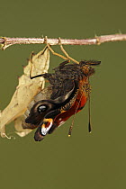 Peacock Butterfly (Inachis io) emerging, Hoogeloon, Noord-Brabant, Netherlands. Sequence 8 of 11