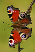 Peacock Butterfly (Inachis io), Hoogeloon, Noord-Brabant, Netherlands