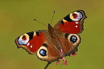Peacock Butterfly (Inachis io), Hoogeloon, Noord-Brabant, Netherlands