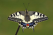 Oldworld Swallowtail (Papilio machaon) butterfly, Hoogeloon, Noord-Brabant, Netherlands