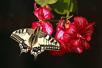 Oldworld Swallowtail (Papilio machaon) butterfly on flower, Hoogeloon, Noord-Brabant, Netherlands