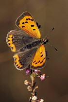 Small Copper (Lycaena phlaeas) butterfly on Heather (calluna vulgaris), Noord-Brabant, Netherlands