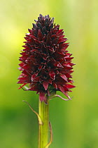 Black Vanilla Orchid (Nigritella nigra) flower, Hohe Tauern National Park, Austria