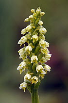 Small White Orchid (Pseudorchis albida) flowers, Hohe Tauern National Park, Austria
