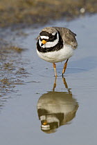 Common Ringed Plover (Charadrius hiaticula) wading through shallow water, Netherlands