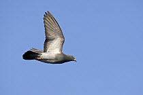Rock Dove (Columba livia) flying, Netherlands