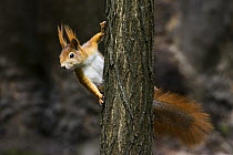 Eurasian Red Squirrel (Sciurus vulgaris), Trebon, Czech Republic