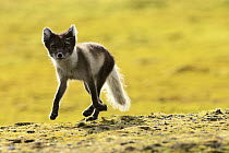 Arctic Fox (Alopex lagopus) pup running across the tundra, Svalbard, Norway