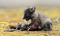 Arctic Fox (Alopex lagopus) pup feeding on prey, Svalbard, Norway