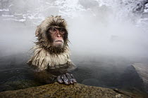 Japanese Macaque (Macaca fuscata) soaking in hot springs, Jigokudani, Japan