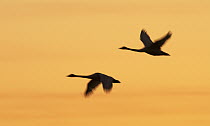 Whooper Swan (Cygnus cygnus) pair flying at sunset, Sweden